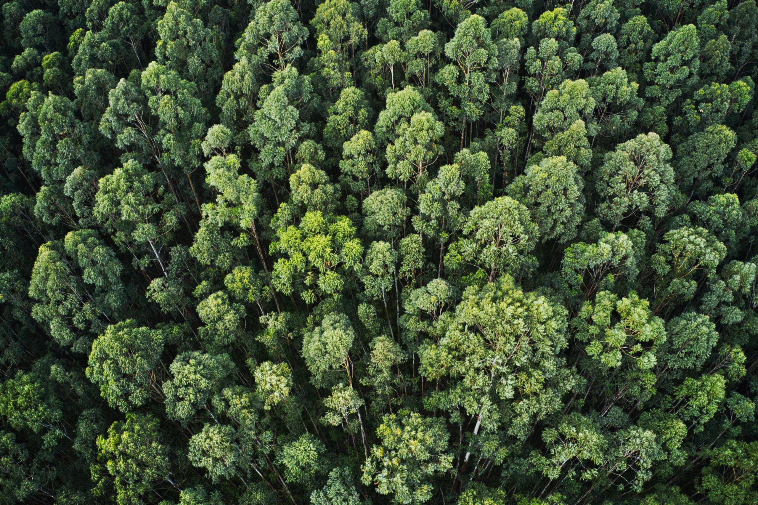 Home overhead aerial shot of a thick forest with beautiful trees and greenery